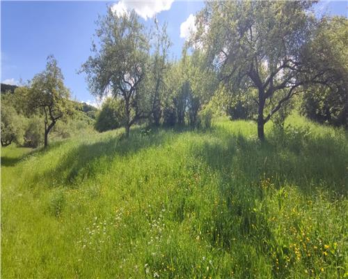 Teren intravilan de vanzare, parcela de 1093 mp, in Floresti zona Sinaslau.